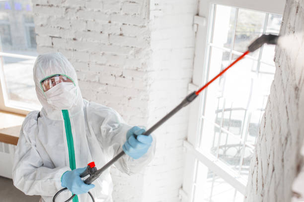 Best Black Mold Removal  in East Basin, UT
