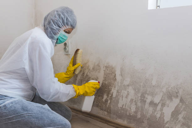 Best Commercial Mold Inspection  in East Basin, UT