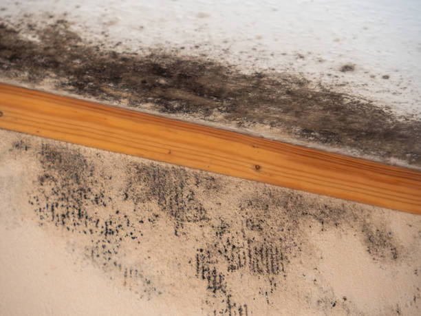 Best Attic Mold Removal  in East Basin, UT