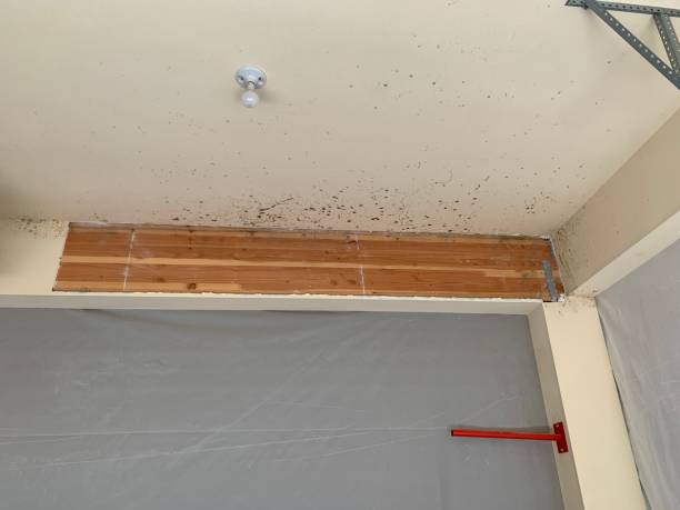 Best Mold Damage Restoration  in East Basin, UT