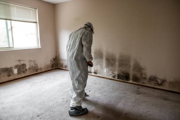Best Comprehensive Air Testing for Mold Contaminants  in East Basin, UT