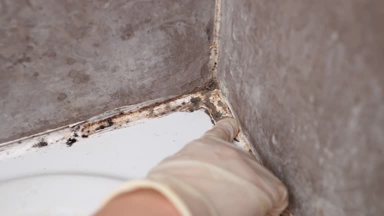 Best Mold Removal for HVAC Installations  in East Basin, UT
